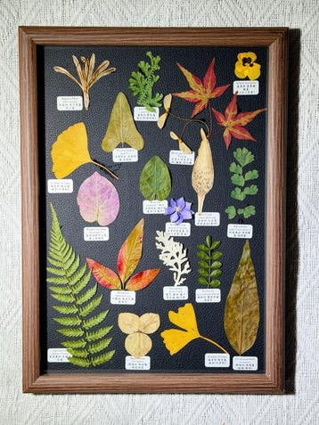 Verschillende planten Taxidermie volledige montage - Various