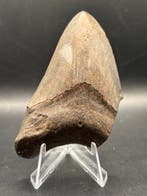 Megalodon - Fossiele tand - Otodus Megalodon - 8.33 cm -
