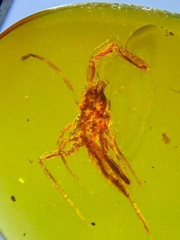 Amber - Fossiele matrix - Solifugae - 21.4 mm - 15 mm