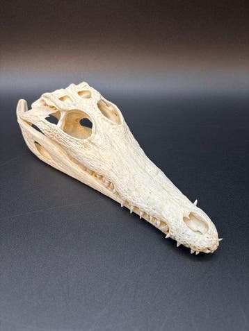 Nijlkrokodil Schedel - Crocodylus niloticus - 6 cm - 9 cm -, Nieuw