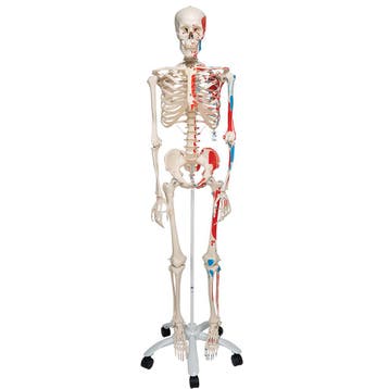 Anatomie model menselijk skelet met origo en insertie va..., Nieuw