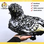 Kuifhoender Kriel - Jonge Hennen te Koop - Handtam, Dieren en Toebehoren, Pluimvee, Meerdere dieren, Kip