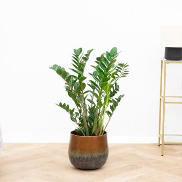 Green Bubble - Zamioculcas - 100cm - Ø21 - 24 cm, Huis en Inrichting, Kamerplanten, Ophalen of Verzenden