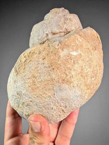 Grote Natica-fossiel - Gefossiliseerde schelp - Natica sp -, Verzamelen