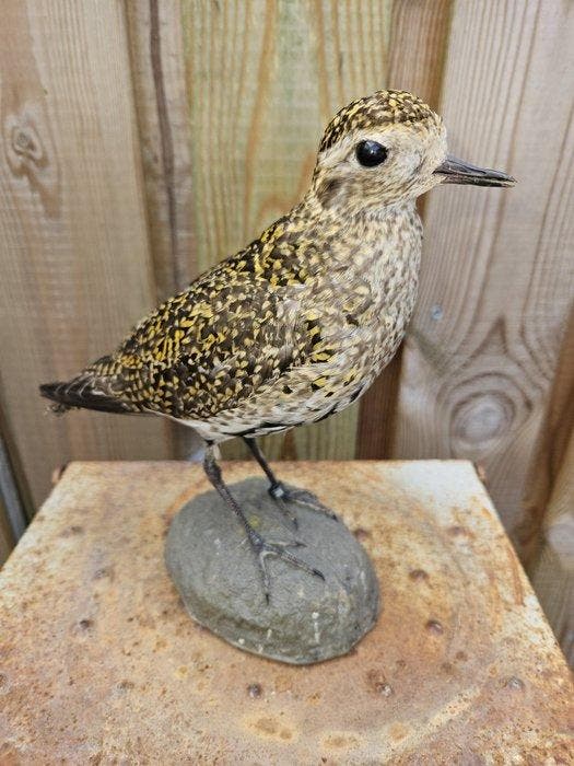 Goudplevier Taxidermie volledige montage - Pluvialis, Verzamelen, Dierenverzamelingen