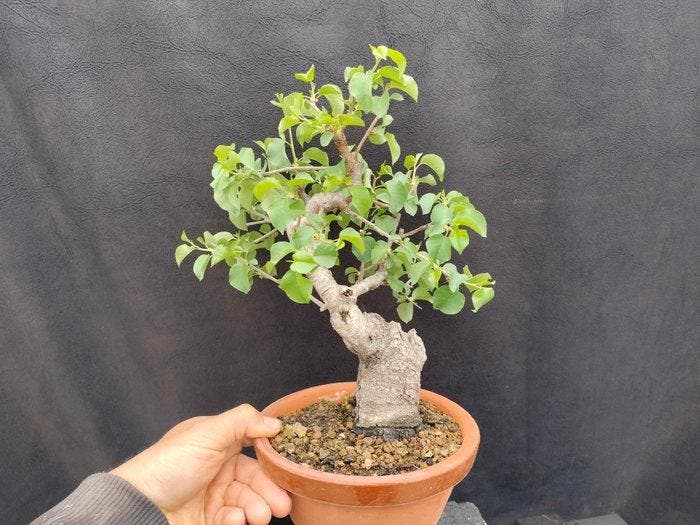 bonsai Prunus mahaleb - Hoogte (boom): 25 cm - Diepte, Antiek en Kunst, Curiosa en Brocante