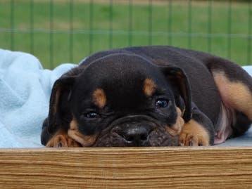 Old English Bulldog pups! t Gezonde type. Mogen mee!, Parvo, Nederland, 8 tot 15 weken, Bulldog