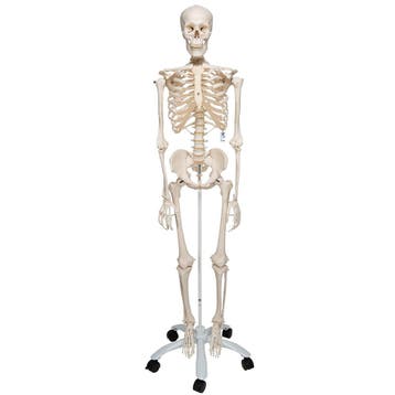 Anatomie model menselijk skelet, 177 cm, Nieuw