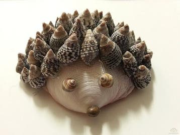 Codakia Tigerina schelpen 1 kilo, Ophalen of Verzenden, Nieuw
