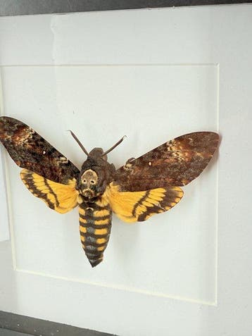 Doodshoofdvlinder Taxidermie volledige montage - cherontia, Nieuw