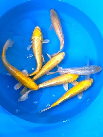 Hirasawa Marusei 27-32cm (Japanse Koi), Karper of Koi
