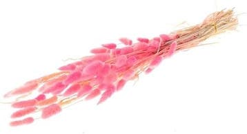 Lagurus ovatus pluimgras graspluimen in hoes cerise 60 cm 50, Ophalen of Verzenden, Nieuw