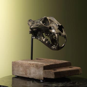 Tijger Schedel Replica Taxidermie Opgezette Dieren By Max, Ophalen of Verzenden, Nieuw, Wild dier, Opgezet dier