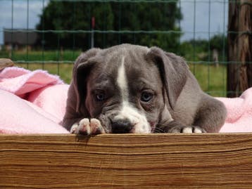 Old English Bulldog pups!  | Hartelijk Welkom ! Mogen mee, Parvo, Nederland, 8 tot 15 weken, Bulldog