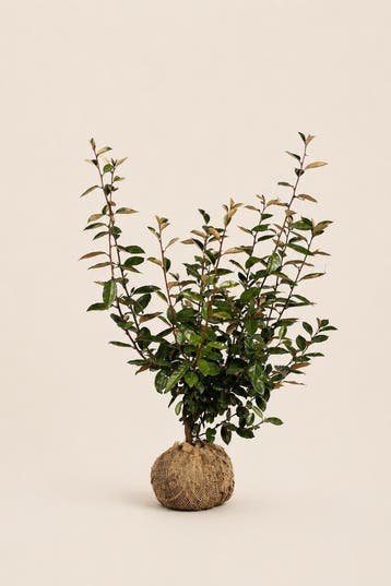 Elaeagnus ebbingei | Wintergroene olijfwilghaag, Verzenden, Haag, Minder dan 100 cm