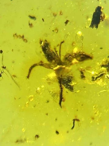 Amber - Barnsteen - Five petal flower in amber - 10.9 mm -