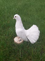 Huisduif Taxidermie volledige montage - Columba livia, Nieuw