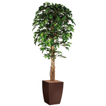 Ficus kunstplant, H210cm, Huis en Inrichting, Ophalen of Verzenden, Overige soorten, 200 cm of meer