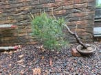 Den bonsai (Pinus) - Hoogte (boom): 50 cm - Diepte (boom):, Antiek en Kunst