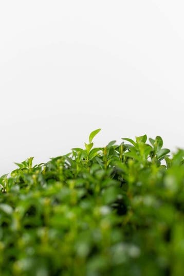 Buksbomen / Buxusbol 20-30 cm - Pot, Tuin en Terras