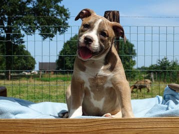 Old English Bulldog pups! | Mogen mee! Hartelijk welkom, Parvo, Nederland, 8 tot 15 weken, Bulldog