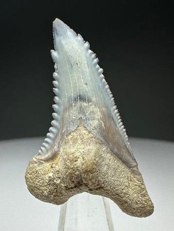 Hemipristis serra - Fossiele tand - 3.5 cm - 2.1 cm (Zonder