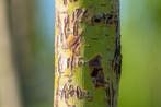 Salix alba Chermesina meerstammig, Tuin en Terras, Planten | Tuinplanten