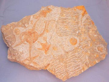 Zeester - Fossiel rugschild - 22 cm - 17 cm
