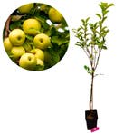 appelboom Malus domestica Golden delicious + P, Verzenden, Volle zon