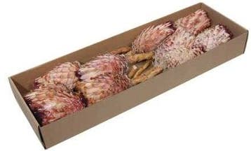 Protea Barbigera Medium Naturel Pink doos 10 stuks, Ophalen of Verzenden, Nieuw