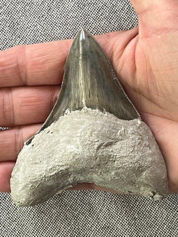 Megalodon-tand 9,6 cm - Fossiele tand - Carcharocles