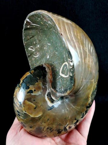 Uitstekend nautilus!!! – indrukwekkende kleuren -, Verzamelen
