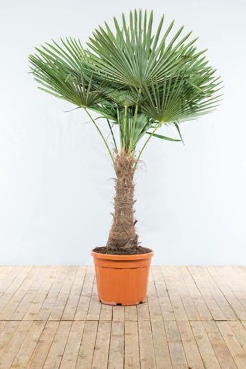 Chinese Waaierpalm / Trachycarpus Fortunei op stam 175-200