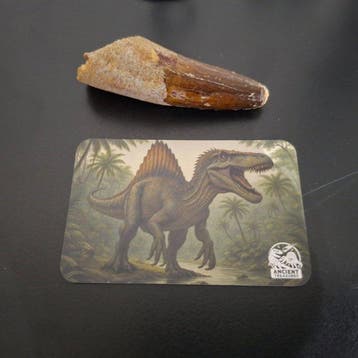 Dinosaurus - Fossiele tand - 10 mm - 10 mm (Zonder