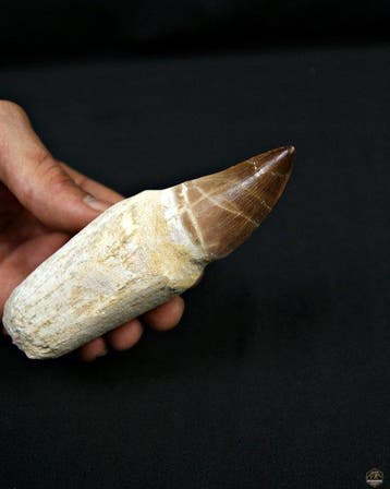 Mosasaurus - Fossiele tand - Mosasaurus Thalassotitan atrox, Verzamelen