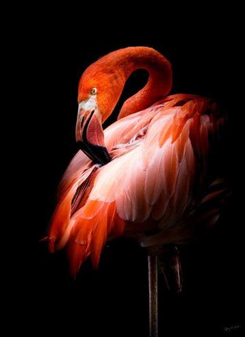 Jeffrey Van Daele - Crimson Elegance