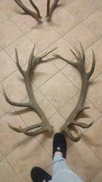 Jachttrofee, Antiek en Kunst