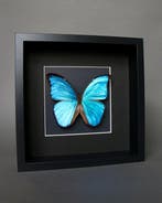 Vlinder Taxidermie volledige montage - Morpho didius - 20 cm, Nieuw