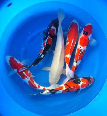 Hirasawa Marusei 45-55cm (Japanse Koi), Karper of Koi