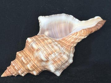 Zeeslak Zeeschelp - S-546 PLEUROPLOCA TRAPEZIUM (Zonder