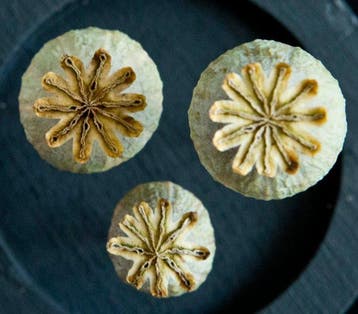 Opio Taxidermie volledige montage - Papaver somniferum - 14