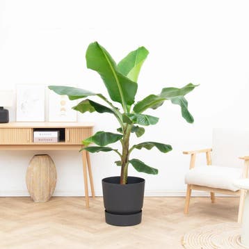 Green Bubble - Bananenplant (Musa) - 160cm - Ø27 cm, Ophalen of Verzenden