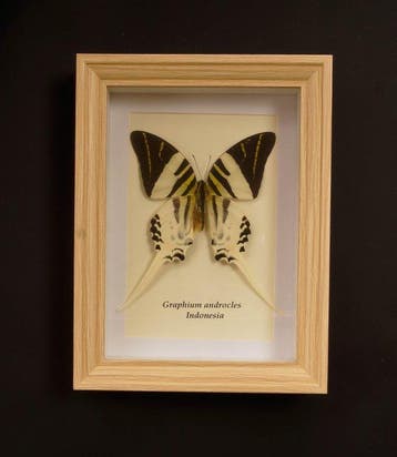 Vlinder Taxidermie volledige montage - Graphium androclus -, Antiek en Kunst