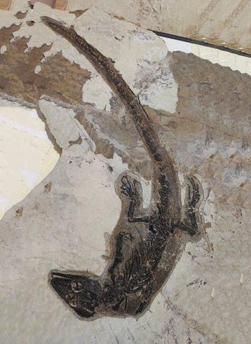 Gefossiliseerd dier - Exquisite Cretaceous Monjurosuchus