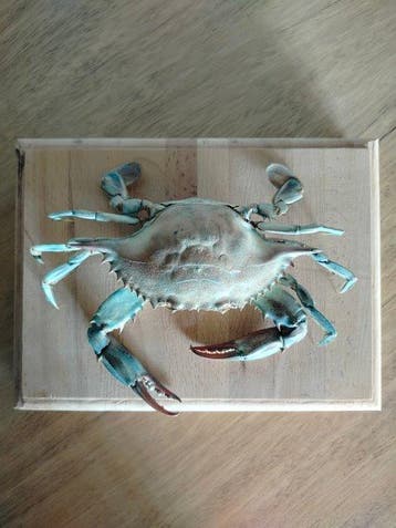 Krab Taxidermie volledige montage - callinectes sapidus - 4