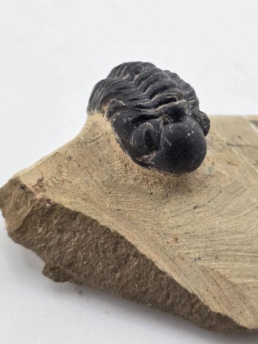 Trilobiet - Gefossiliseerd dier - Phacops - 6 cm (Zonder, Verzamelen, Mineralen en Fossielen