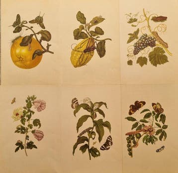 Maria Sibylla Merian (1647–1717) - Lot of 6 plates da