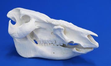 Boszwijn Schedel - Potamochoerus larvatus - 19 cm - 19 cm -, Verzamelen, Dierenverzamelingen, Nieuw