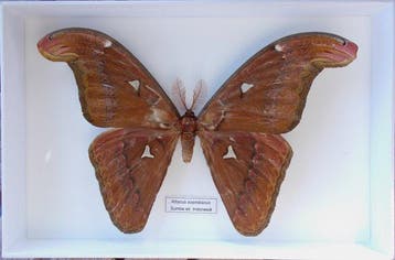 Vlinder Taxidermie volledige montage - Attacus soembanus