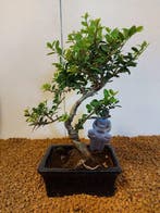 Japanese holly bonsai (Ilex crenata) - Hoogte (boom): 24 cm, Antiek en Kunst